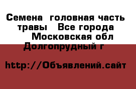 Семена (головная часть))) травы - Все города  »    . Московская обл.,Долгопрудный г.